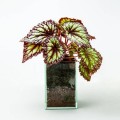 Begonia rex ‘Fireworks’ in glass planter