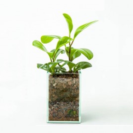 Peperomia jade in glass planter