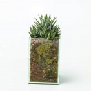 Haworthia fasciata in glass planter