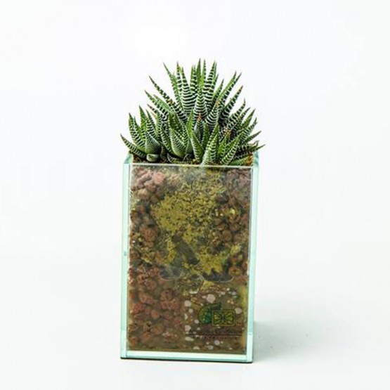 Haworthia fasciata in glass planter