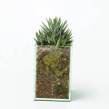 Haworthia fasciata in glass planter