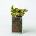 Episcia in glass planter