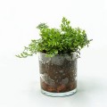 Fern in glass