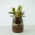 Peperomia obtusifolia in glass planter (big)