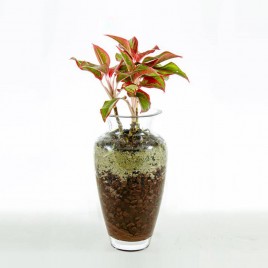 Aglaonema in glass vase