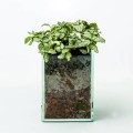 Fittonia albivenis in glass planter