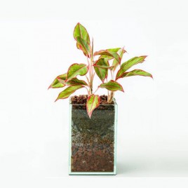 Aglaonema in glass planter