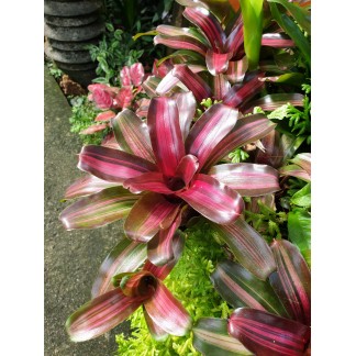 Bromeliad (Neoregelia sp.)