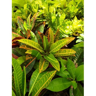 Codiaeum variegatum (Croton)